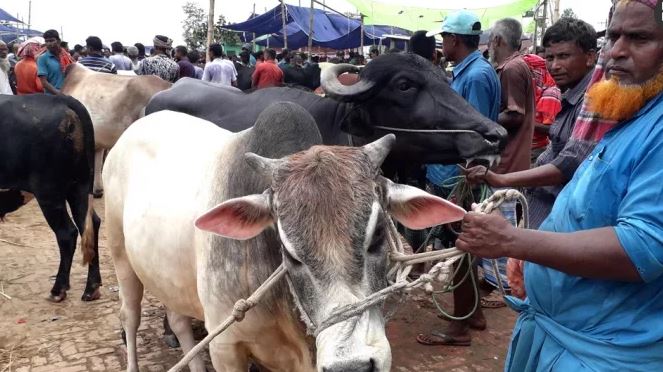 আফতাবনগরে পশুর হাট ব...